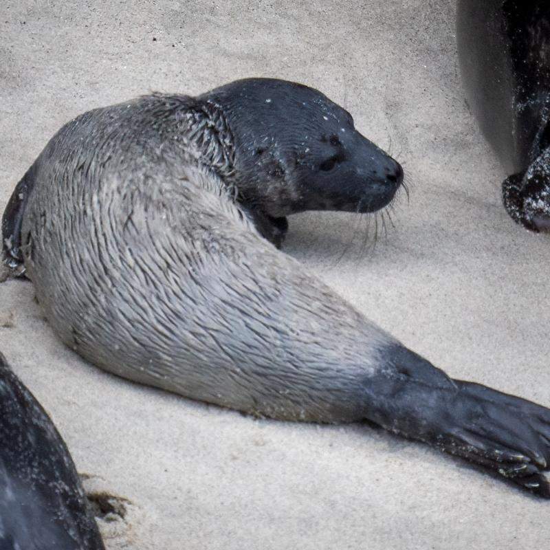 Harbor seal pup