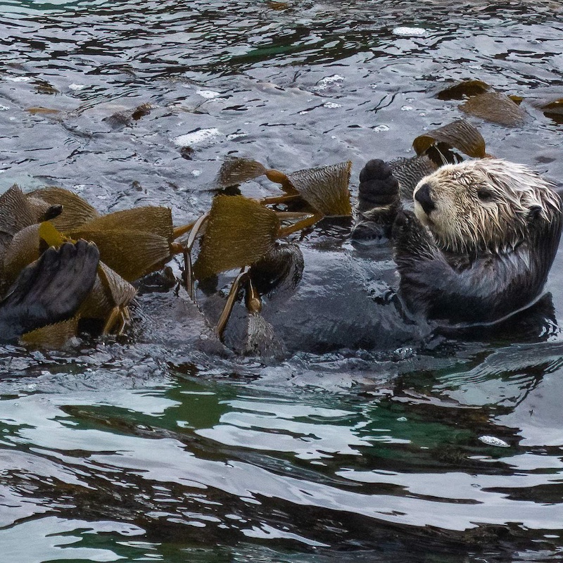 Otter in kelp