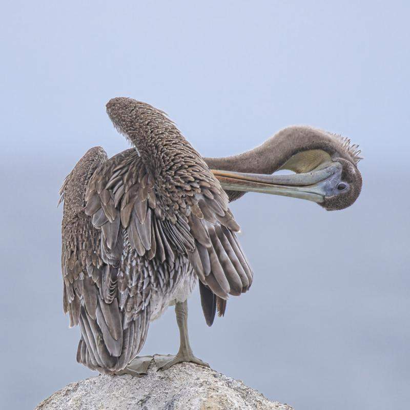 Pelican